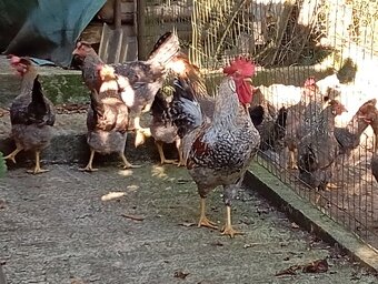 Cream legbar, marans a vlaška jarabičia /leghorn brown/ - 6