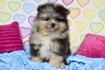 Pomeranian s PP - 6