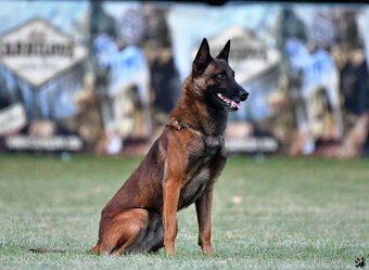 Belgický ovčiak malinois - 6