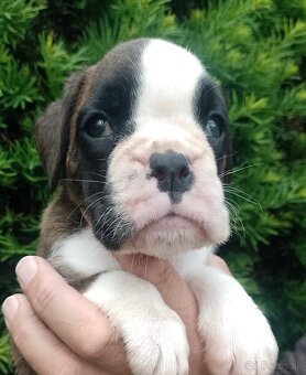 Nemecky boxer - 6