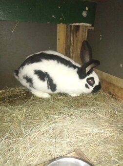 Nemecký obrovitý strakáč - 6