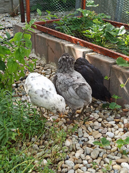 Araucana - rôzne farby - 6