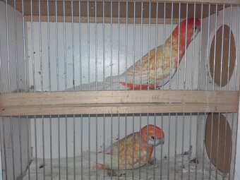 Penant zlaty pastel - 6