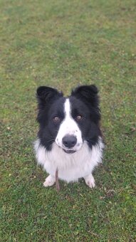 AKTUALNE Darujem border koliu - 6