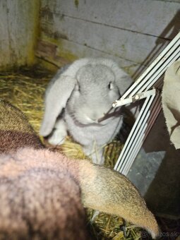 Francúzsky baran - 6