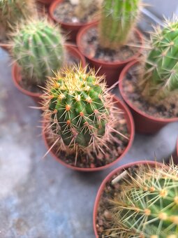 Kaktusy a sukulenty - 6