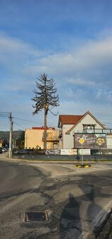 Rizikové pílenie stromov - 6