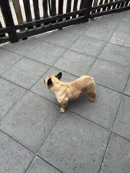 Francúzsky buldocek Faun - 6