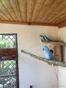 ALEXANDER MALÝ MODRÝ - 6