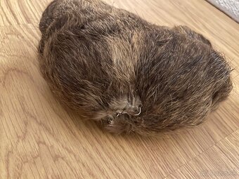 Baranica kožušina kožušinova ciapka práva kožušina líška asi - 6