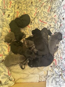 cane corso stenata na predaj - 6