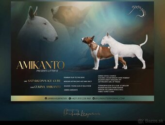 Bullterrier/Bulterier - 6