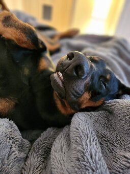 Doberman na krytie - 6