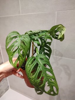 Monstera Adansonii - 6