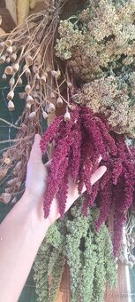 Bordový/zelený sušený amaranthus na dekorovanie aj tvoreni - 6