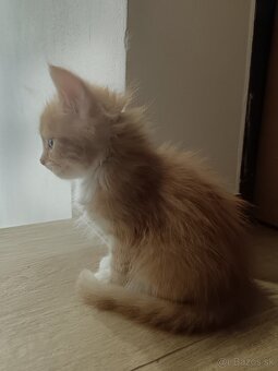 Maine coon - 6