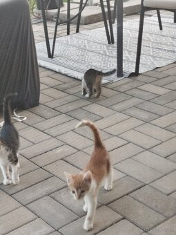 Darujem mačiatka - 6