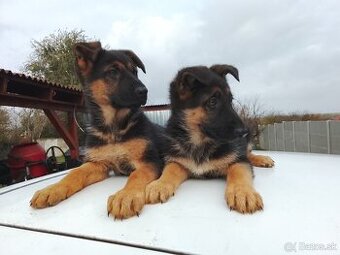 Šteniatka nemecký ovčiak - 6