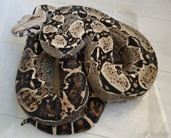 Boa imperator - DH Leopard VPI T+ Albino - 6