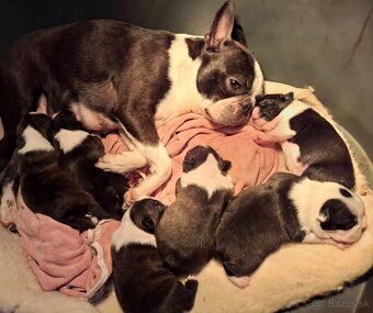 Boston,Bostonský teriér,Boston Terrier s PP - 6