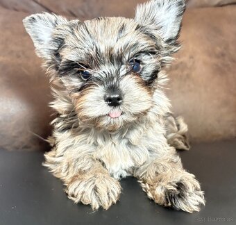 Yorkshire Terrier s PP - 6