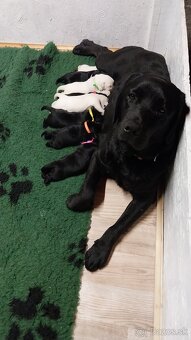 Labrador s PP žlté a čierne šteniatka - 6