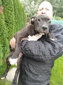 J&K bullys "ponúkame na predaj American bully XL - 6