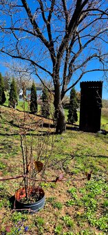 Chatka s pozemkom - 6