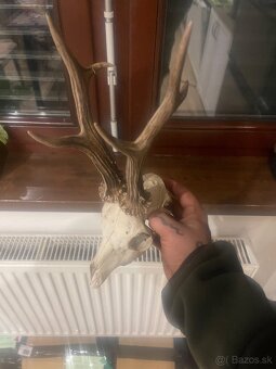 Trofej ,srnec ,parohy ,parozie ,zhody - 6