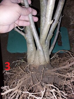 Rastliny na bonsaj, bonsai - IBIŠTEK SÝRSKY_2 - 6