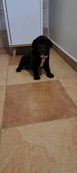 Weimar, weimarsky stavač... - 6