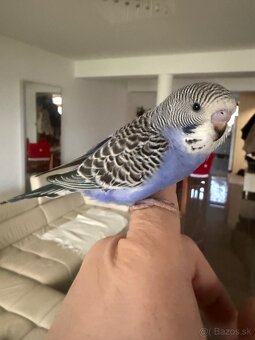 Andulky Maznačikovia krotke - 6