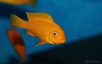 Cichlidky - 6