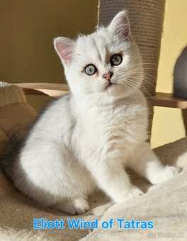 Britská krátkosrstá - 6