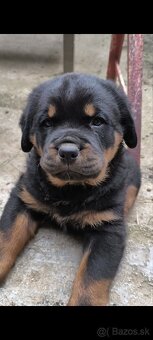 rotvailer,rottwailer,rottweiler,rotvajler - 6