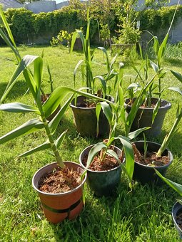Arundo,ozdobnica gigant - 6