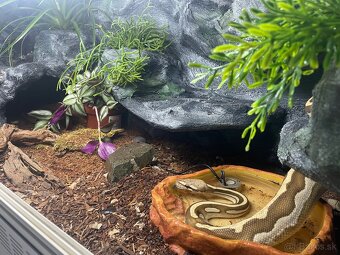 Python regius -blue eyes, yellow belly & leopard - 6