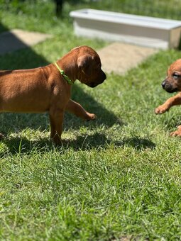 Šteniatka Rhodesian Ridgeback - 6