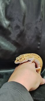 Gekončík nočný - 6