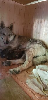 Československý vlčiak šteniatka - bez PP po rodičoch s PP - 6