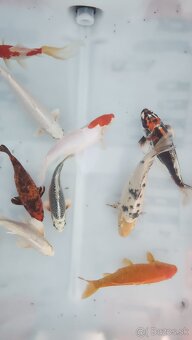 Predám Japonské butterfly koi kapre - 6