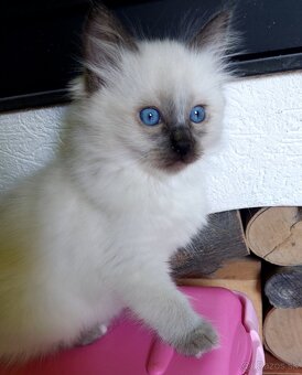 Modrooká holčička Ragdoll k REZERVACI - 6