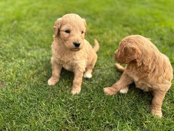 Goldendoodle - 6
