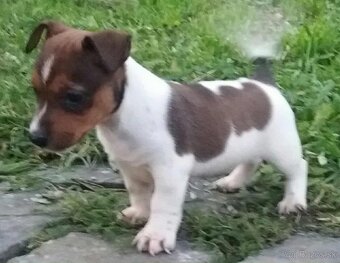 jack russel terier - 6