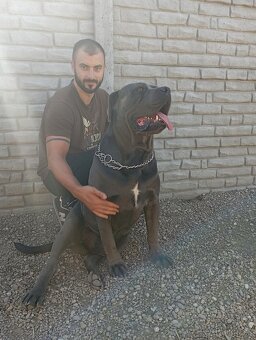 Cane corso šteniatka - 6
