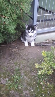 Šteniatka Husky - 6