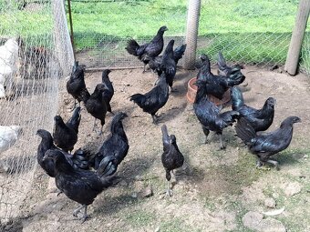 Araukany,  Ayam cemani, Brahmanky, Hodvábničky - 6