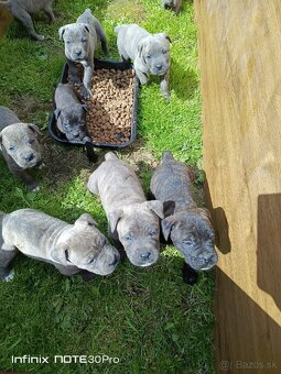 Cane Corso - 6