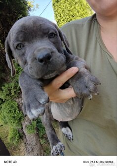 Cane Corso - FENKY - 6