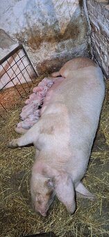 Predám 8 tyždňové odstavčata - 6